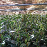 Yunomi Dojo Lesson 102: Shaded Teas - yunomi-jp.pro