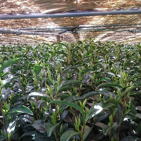 Yunomi Dojo Lesson 102: Shaded Teas - yunomi-jp.pro