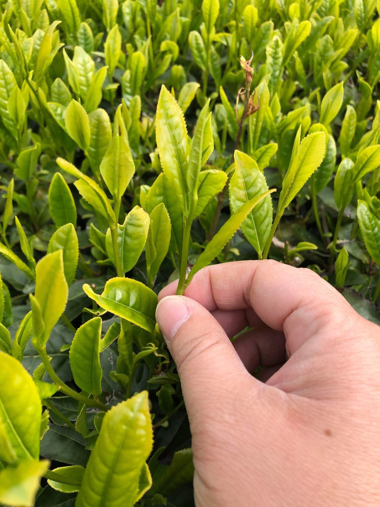 Yunomi Services: Lock-in Savings with yunomi-jp.pro Store Credit - yunomi-jp.pro