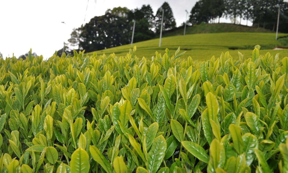 Zenkouen Tea Garden: #13 Yabukita Black Tea (JAS Organic) 有機栽培「わ」紅茶 - yunomi-jp.pro
